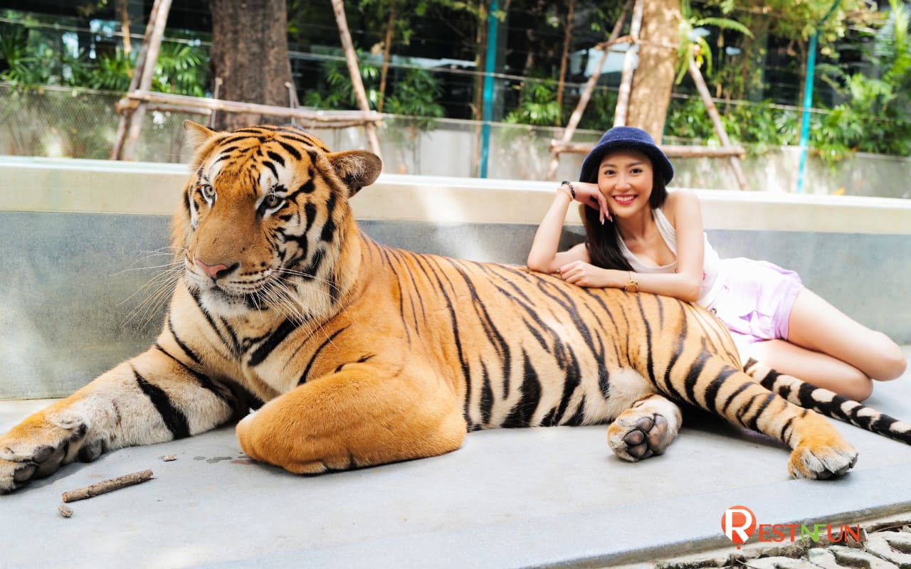 Tiger Park Pattaya has a large area and many activities